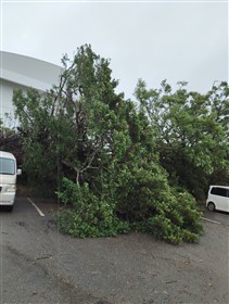 砂美地来館駐車場倒木