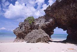 ハマゴーの画像