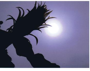 皆既日食（ドラゴンの花は咲かなかった）の画像