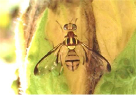 セグロウリミバエ(写真提供：沖縄県病害虫防除技術センター)